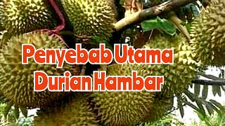 Penyebab Durian Rasanya Hambar, Anyep, Tawar Dan Mengkal.