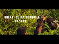 Great Indian Hornbill Rescue