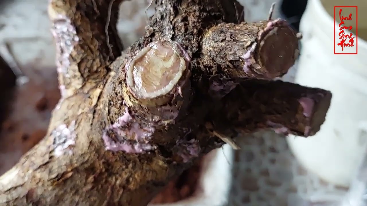 Cách Ủ Phôi Thứ 2,Không Cần Trồng,Tỉ Lệ Sống 99%