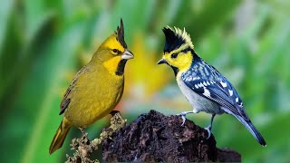 Bird Sounds  Natural Sounds: Wild Birds Singing Relaxes, Heals the Soul
