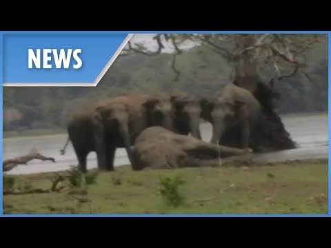 Elephant herd gather to pay final respects to dead leader