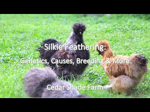 Video: Silkie: Hướng dẫn toàn diện về gà lông