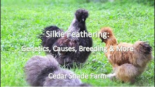 Silkie Feathering in Chickens | Genetics, Causes, Breeding & More