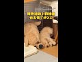 【你是玩具小狗】1.5個月大的阿金靠著IKEA小狗熟睡 好像縮小版XD #Shorts