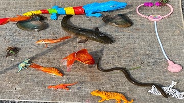 Kem Chanel  kéo vó được rất nhiều cá, con cá, cua số, ốc sên, khám bệnh cho cá sấu, cá chuối. Part60