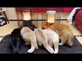 今季最強の寒波が襲来、２台の石油ストーブから離れられない猫たち