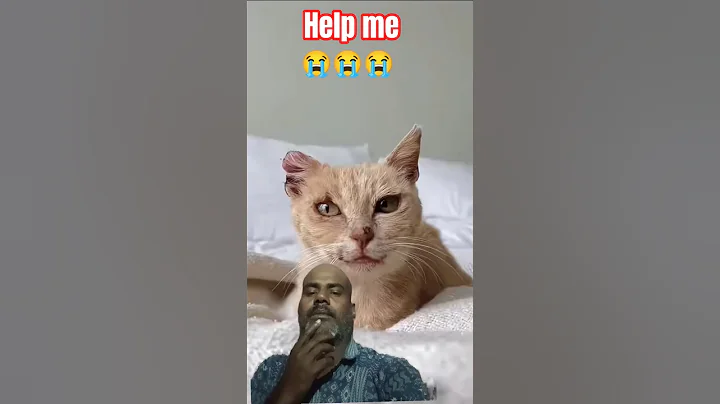 Video 11800151: cat cute funny baby