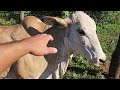VACADA PARIDA NAO DEU CERTO NO LEITE VAI ENGORDA A PASTO.