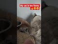 #lol #singer #cat #animals #chess #chat #mff #french #viral #money #dog#dogs#humor#chien#france#ok