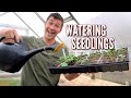HOW and WHEN to Water Your Vegetable Seedlings!