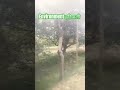 Environment, हरियाली @GS SPIRIT @ytshorts @Village