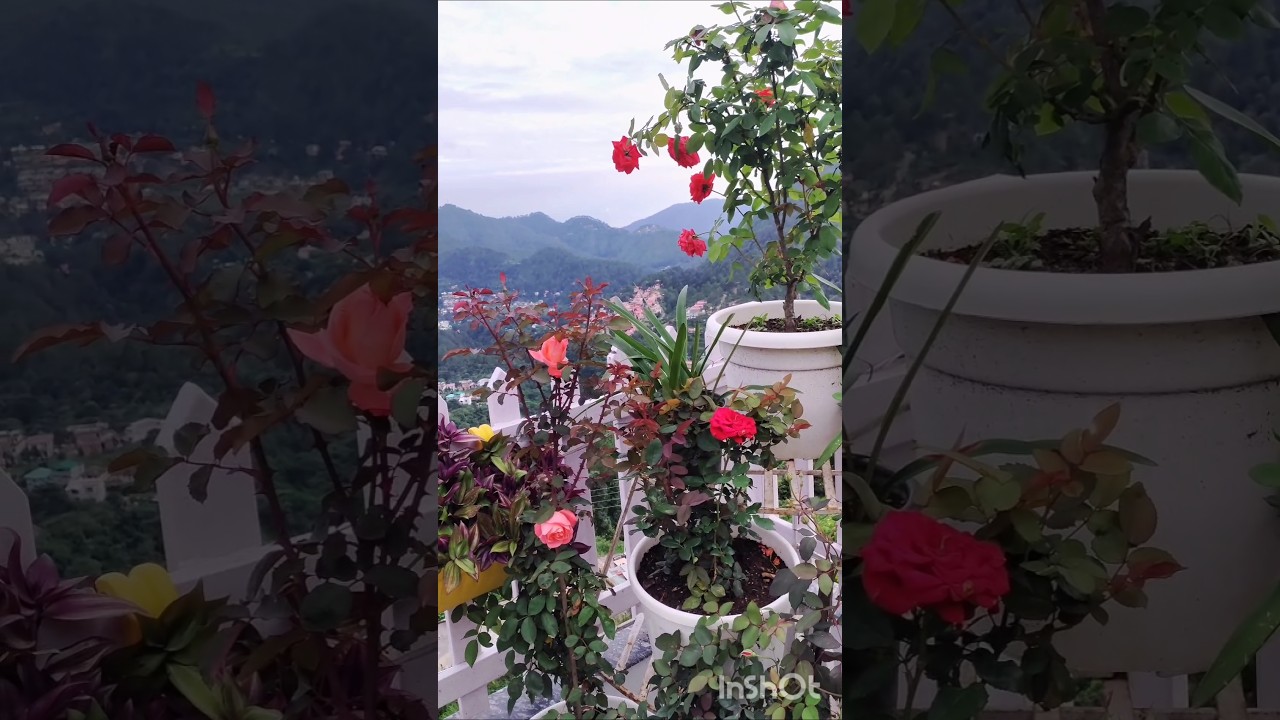 mera Sukoon #garden #plants #mausam #ideas #motivation #ytshorts #viralvideo #shortvideo