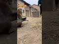 unlucky cat 😁😂 #cat #birds #trending #animals