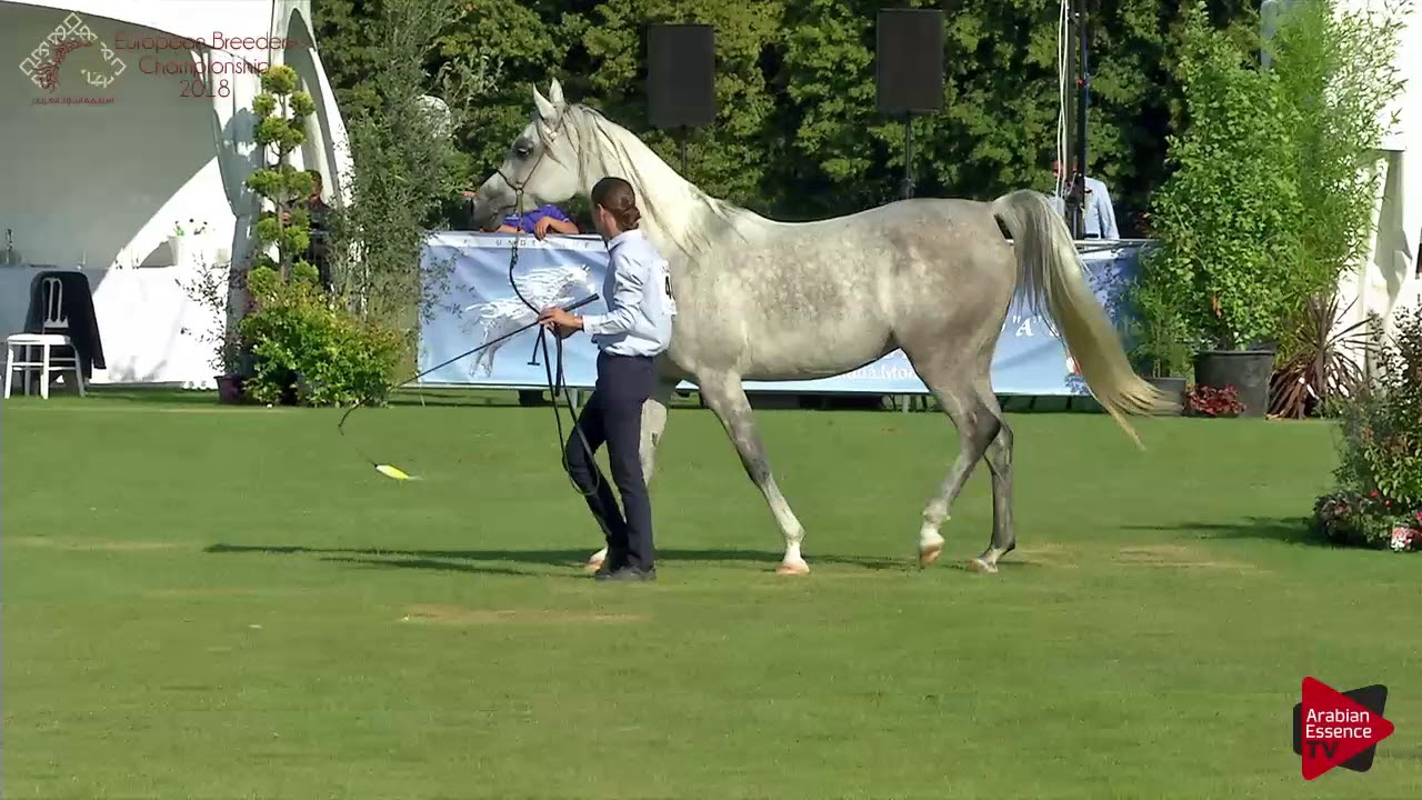 N.46 MEDINA CF - Chantilly 2018 AHO Breeders' Championship - 4-7 Years Old Mares (Class 4)