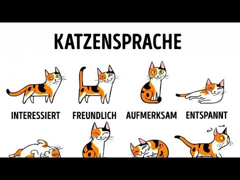 Video: Wie Man Katzensprache Lernt Fe