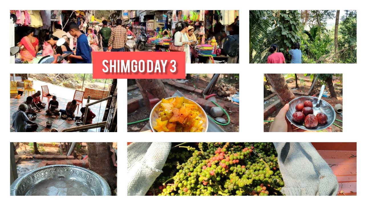 Shimgo day 4 konkan holi #holi #konkanpremi #minivlog #shimgotsav 