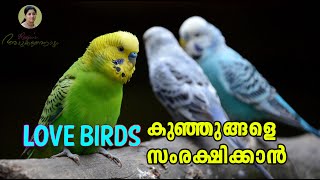 Love Birds കുഞ്ഞുങ്ങളെ സംരക്ഷിക്കാൻ | How to Pet Love Birds | All About Love Birds