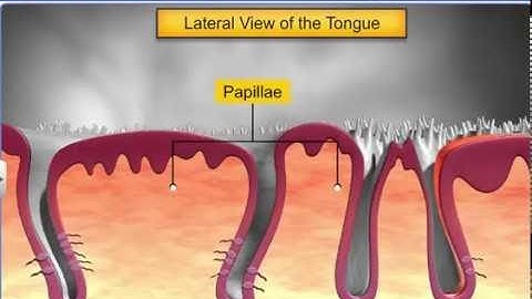 CBSE Class 11 Biology || The Human Digestive System