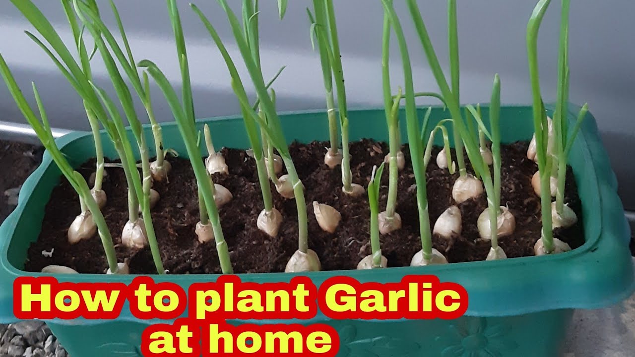 How to plant Garlic at home Garlic in a PotGrow Garlic using coco
