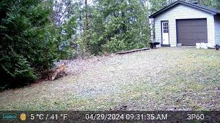 20240506 Garage Cam Fox April 24 to May 6