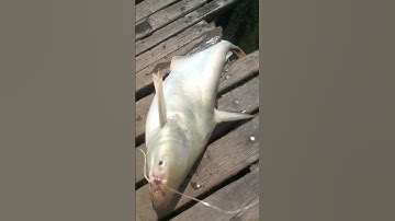 #Shorts / Câu cá hú miền tây sông nước quá tuyệt vời #KiềmRapper