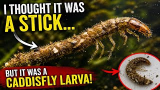 Hidden Predator in My Tank… I Thought It Was a Stick