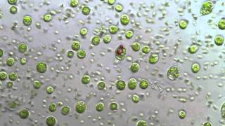 Flagellate green algae bloom