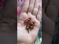 FREE tiny mushrooms🍄 #fairy