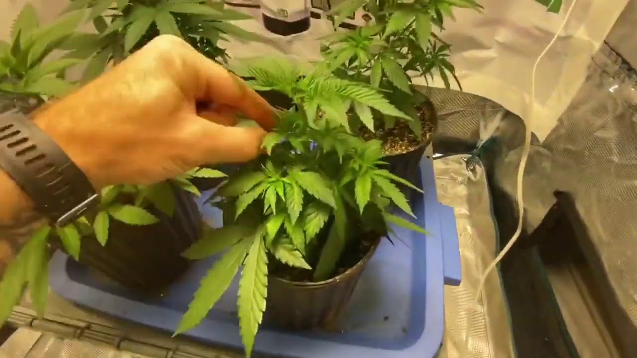 West Coast Croppers   Week 6 veg Crop King Seeds Mango Kush get defoliated, Mars Hydro ts1000,TNB Na