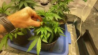 West Coast Croppers Week 6 veg Crop King Seeds Mango Kush get defoliated, Mars Hydro ts1000,TNB Na