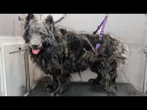Possibly The Biggest Grooming Transformation Ever Featured