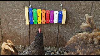 A Xylophone for Chickens?