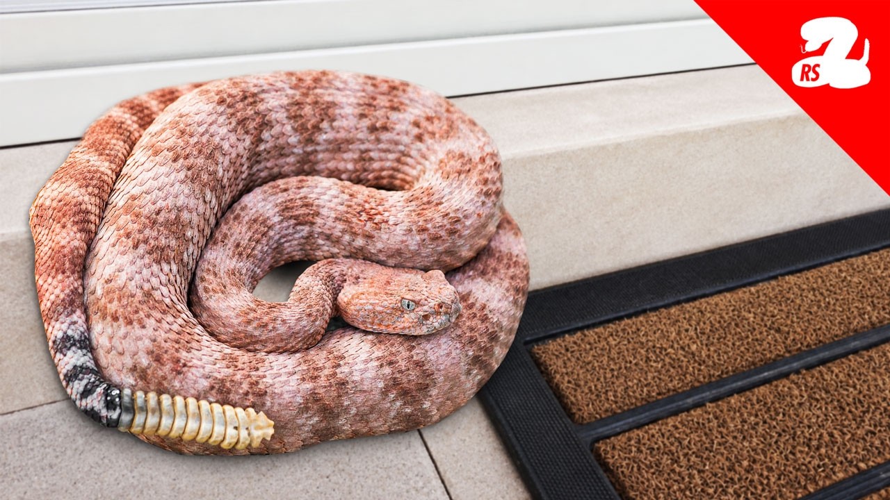 Pink Rattlesnake Found by Landscapers