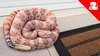 Pink Rattlesnake Found By Landscapers