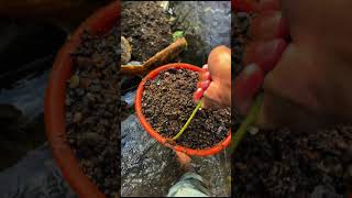 Jangan buang aquarium kalian mending dibuat kaya gini bakalan bikin betah dirumah😱#587 #aquarium