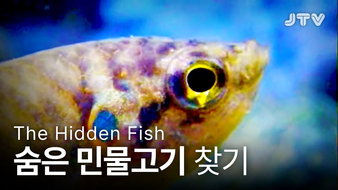 전주방송│ 숨은 민물고기 찾기 The Hidden Fish / 2015.10.25