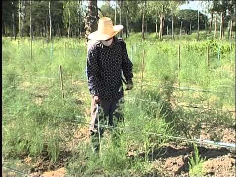 วีดีโอ: หน่อไม้ฝรั่งโบลต์: เรียนรู้เกี่ยวกับการแตกหน่อในหน่อไม้ฝรั่ง