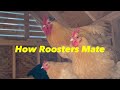 How Do Roosters Mate?