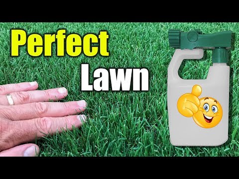 Video: Growing Green Carpet Lawns - Gebruik Herniaria-grondbedekking as grasperkvervanger