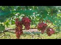 Виноград "Фаэтон"🍇