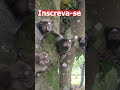 SAGUI PEGANDO COMIDA NA MÃO