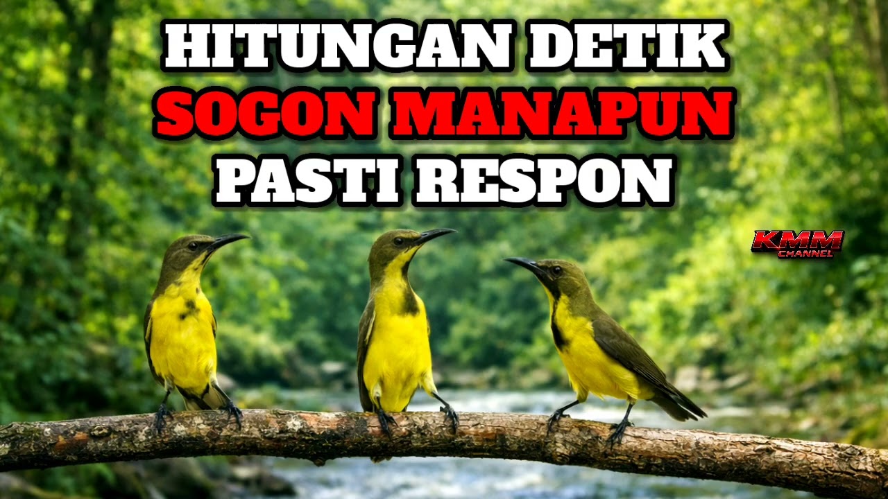 Pancingan sogon gacor ampuh untuk sogon stres malas bunyi‼️