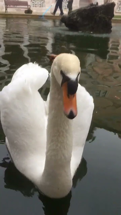 gaga #swan #kuğu