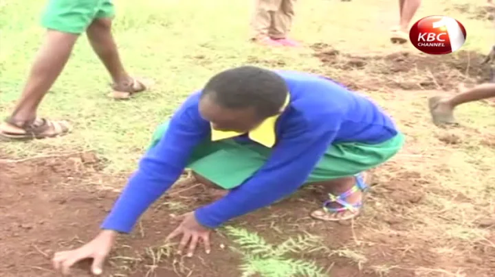 Environmentalists embark on tree planting initiatives