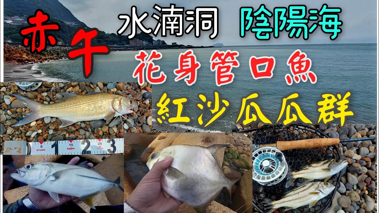 赤午仔魚 管口魚 花身仔 紅沙 釣鱸巧遇斤級瓜瓜群 瘋狂大咬