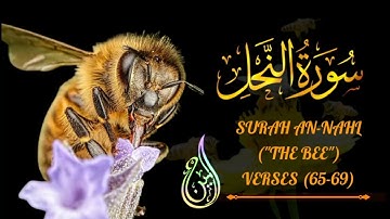 SURAH AN-NAHL | ("THE BEE") | VERSES (65-69) | BEAUTIFUL TILAWAT |سورة النحل بصوت القارئ محمد امين