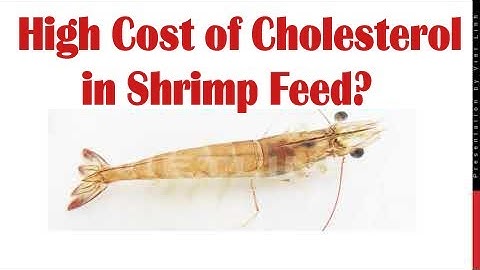 Cholesterol using in your shrimp feed?|Time to reduce it to save feed cost|shrimp feed|cholesterol|1