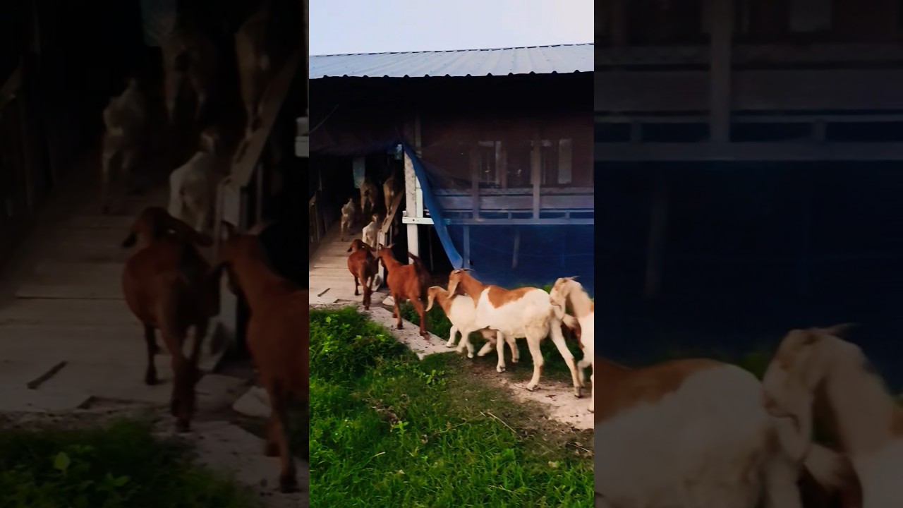 Goats Bedtime