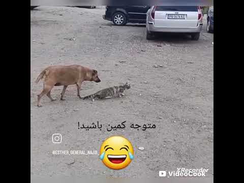 لطفا سابسکرایب کنید و متوجه کمین باشید