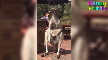 Động vật hài hước - Những chú chuột túi bá đạo nhất quả đất Khi Kangaroo Cà Khịa và Khó đỡ